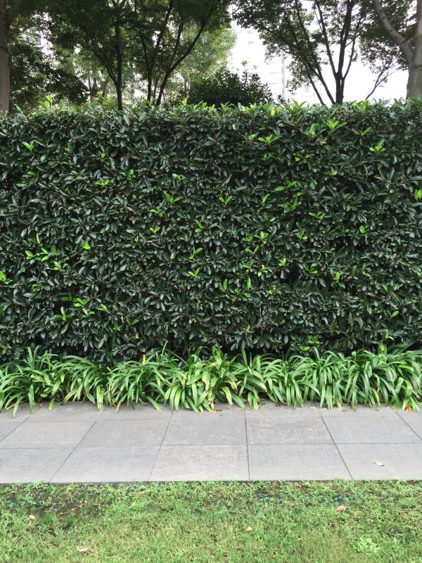 Completed Hedge Installations