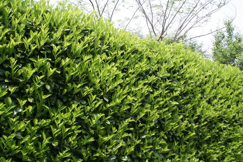 Lush Hedge Growth