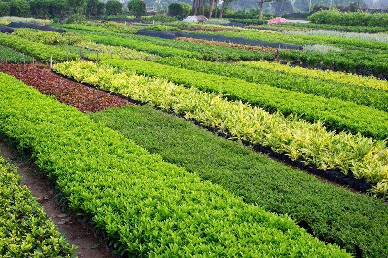 Hedge Rows with Diverse Plantings